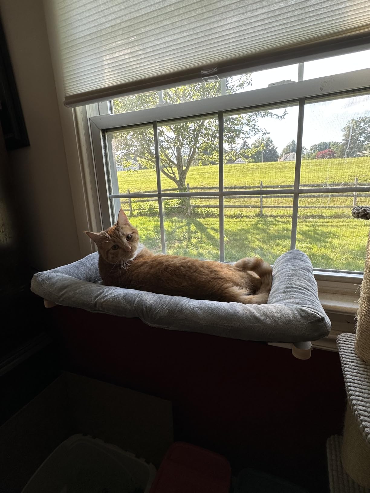 Zakkart Cat Perch for Window Sill with Bolster - Orthopedic Hammock Design with Premium Hardwood & Robust Metal Frame - Cat Window Seat for Large Cats and Kittens - Natural Color Wood Gray Bed, 24''W customer photo 1
