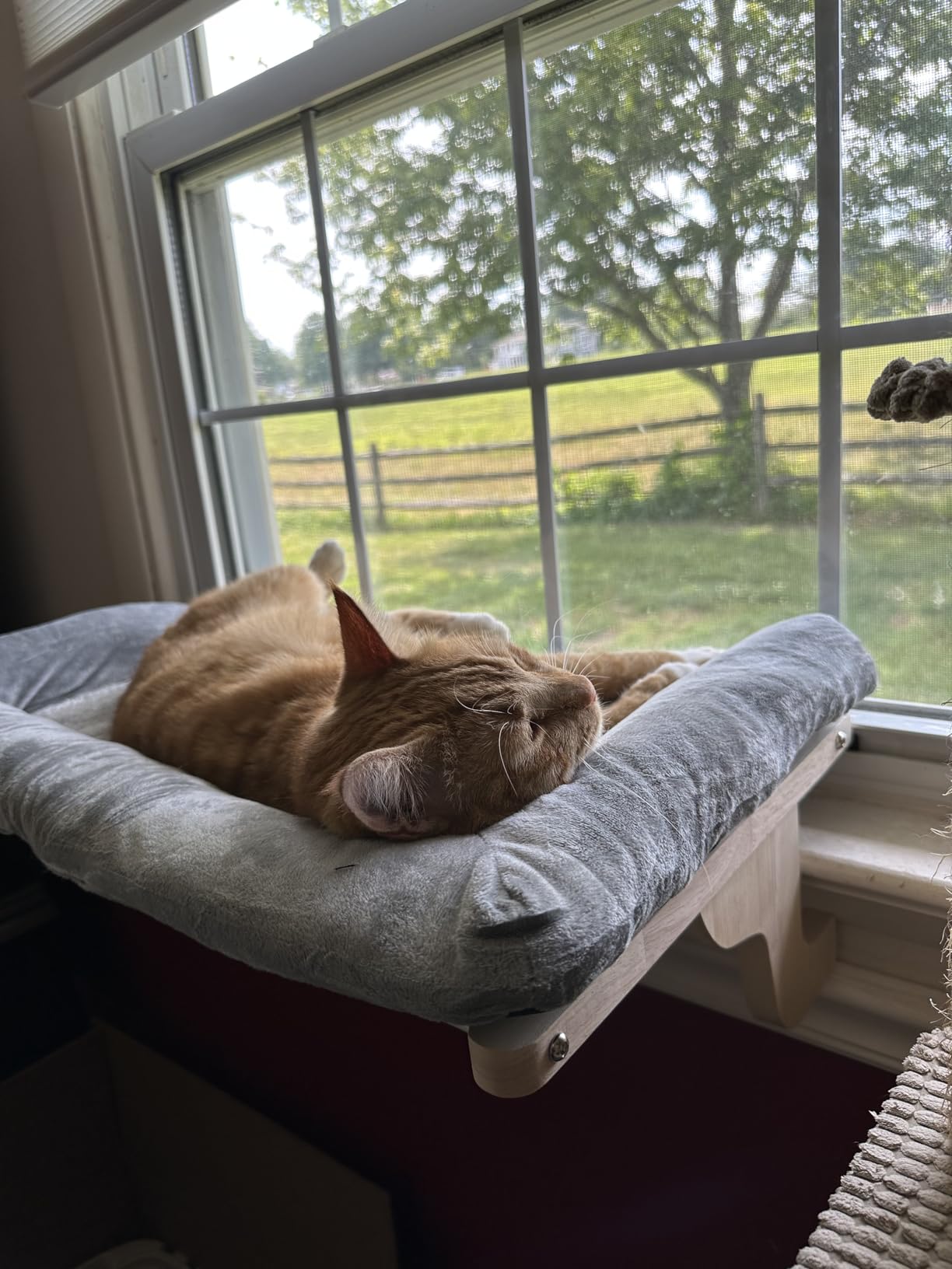 Zakkart Cat Perch for Window Sill with Bolster - Orthopedic Hammock Design with Premium Hardwood & Robust Metal Frame - Cat Window Seat for Large Cats and Kittens - Natural Color Wood Gray Bed, 24''W customer photo 2