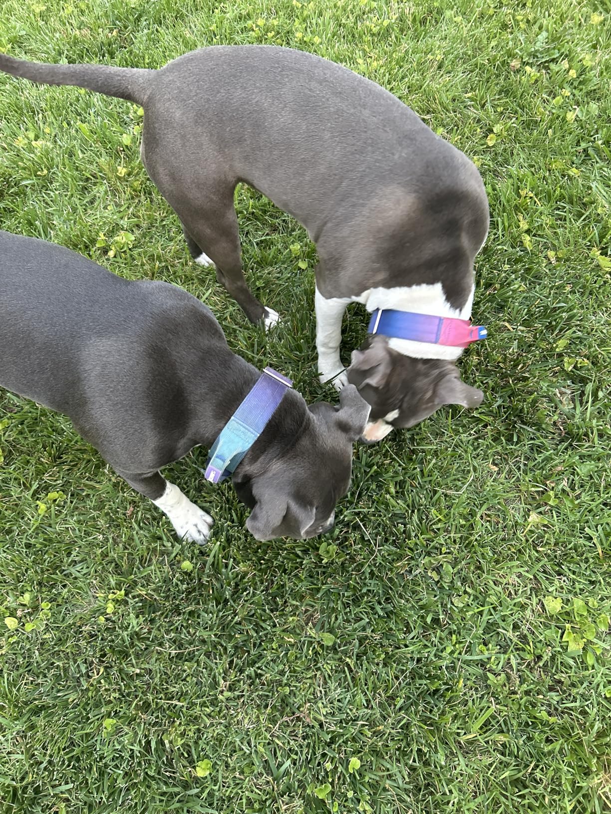 Spark Paws Tactical Dog Collar - Heavy Duty, Premium Quality, Thick and Durable for Large and Medium Dogs - 90's Retro - L customer photo 1