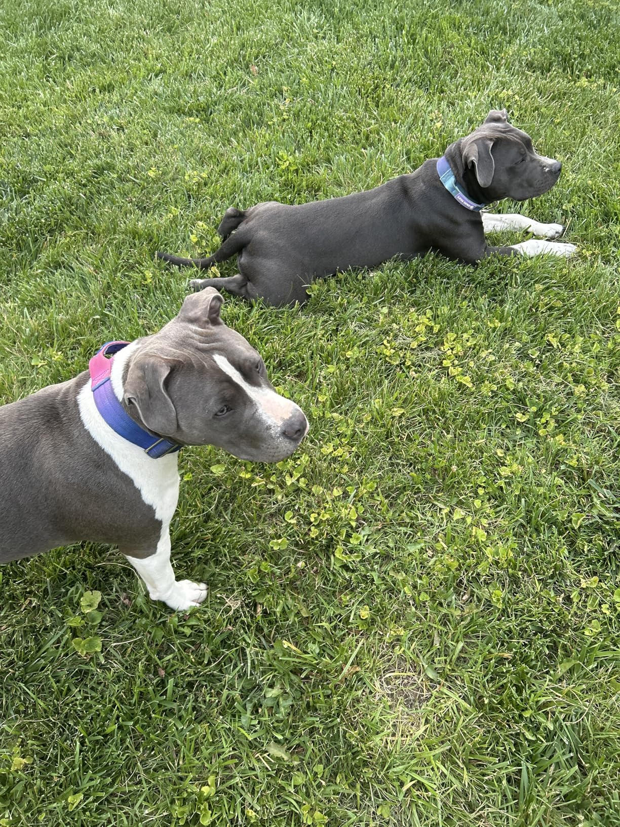 Spark Paws Tactical Dog Collar - Heavy Duty, Premium Quality, Thick and Durable for Large and Medium Dogs - 90's Retro - L customer photo 2
