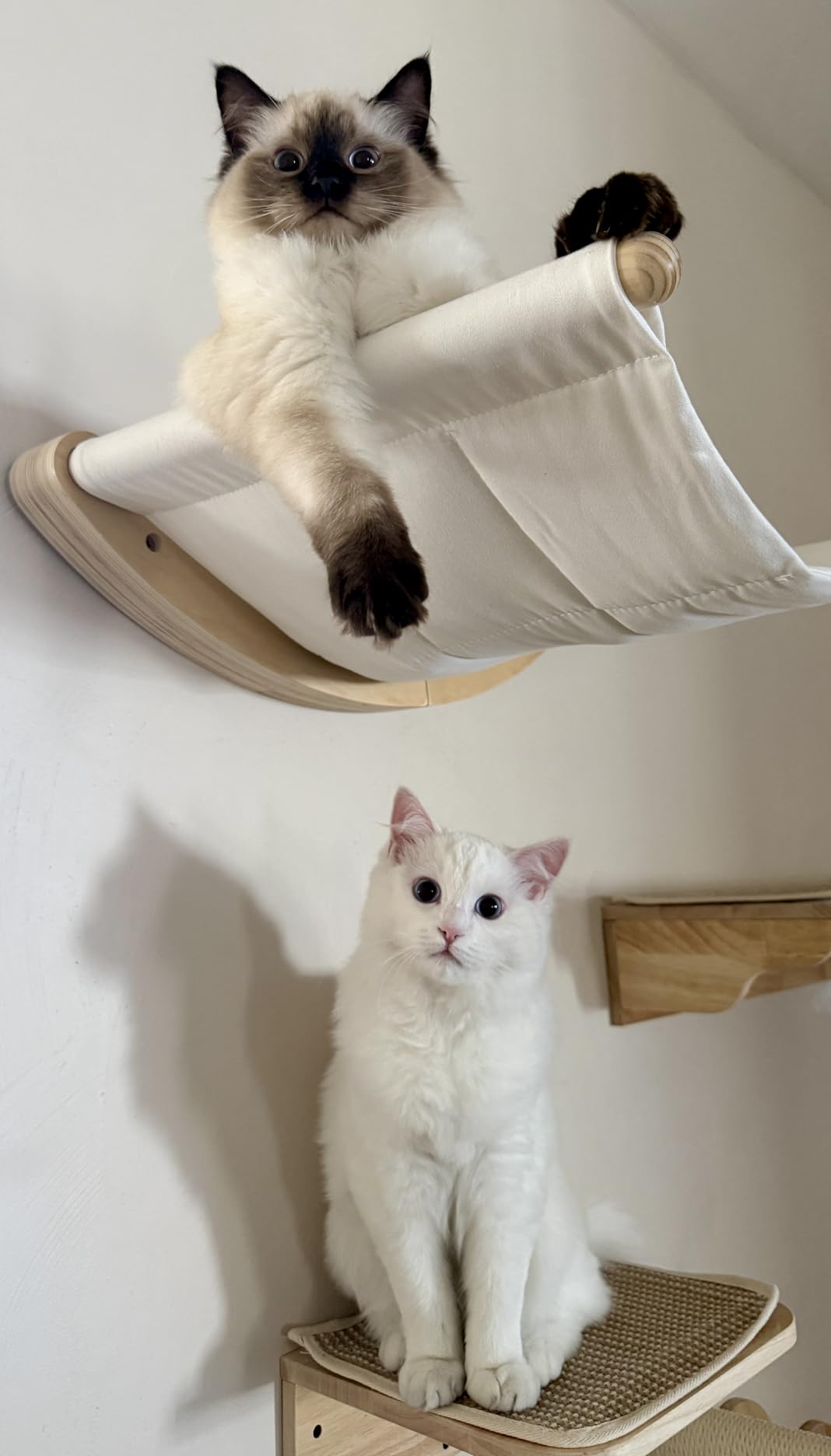 7 Ruby Road Cat Wall Hammock - Wall Mounted Cat Bed for Large Cats - Wood Perch Shelf, Cat Hammock for Wall, Holds Up to 35 lbs customer photo 1