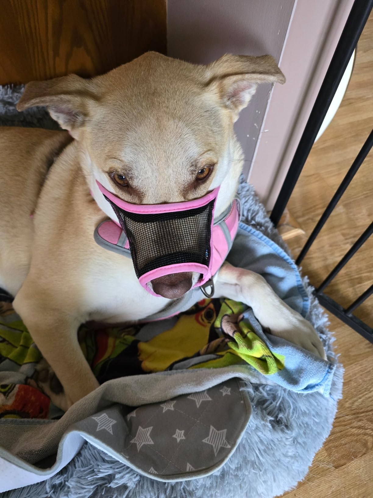 LUCKYPAW Dog Muzzle, Mesh Muzzle for Small Medium Dogs, Soft Mouth Cover to Prevent Biting Chewing, Drinkable Breathable Adjustable Puppy Mouth Guard (Pink, S) customer photo 1