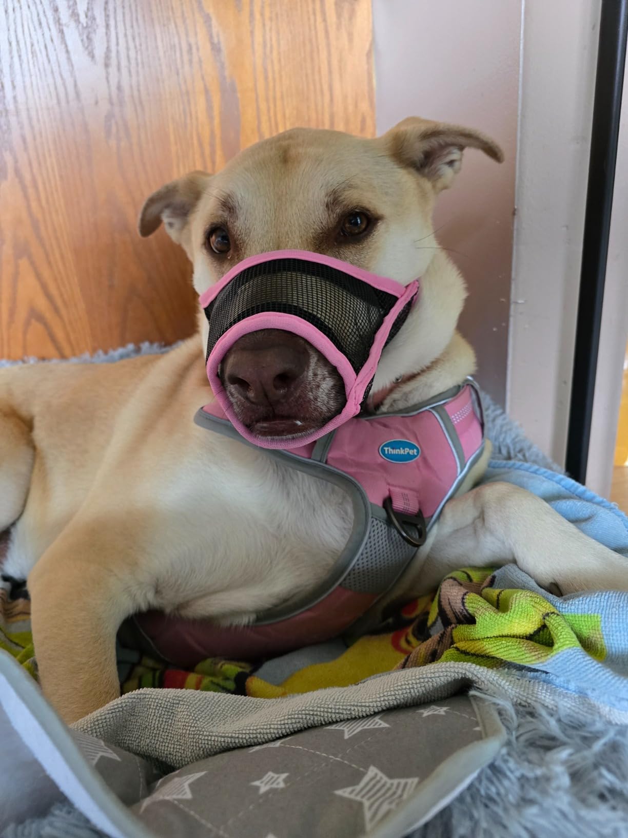 LUCKYPAW Dog Muzzle, Mesh Muzzle for Small Medium Dogs, Soft Mouth Cover to Prevent Biting Chewing, Drinkable Breathable Adjustable Puppy Mouth Guard (Pink, S) customer photo 2