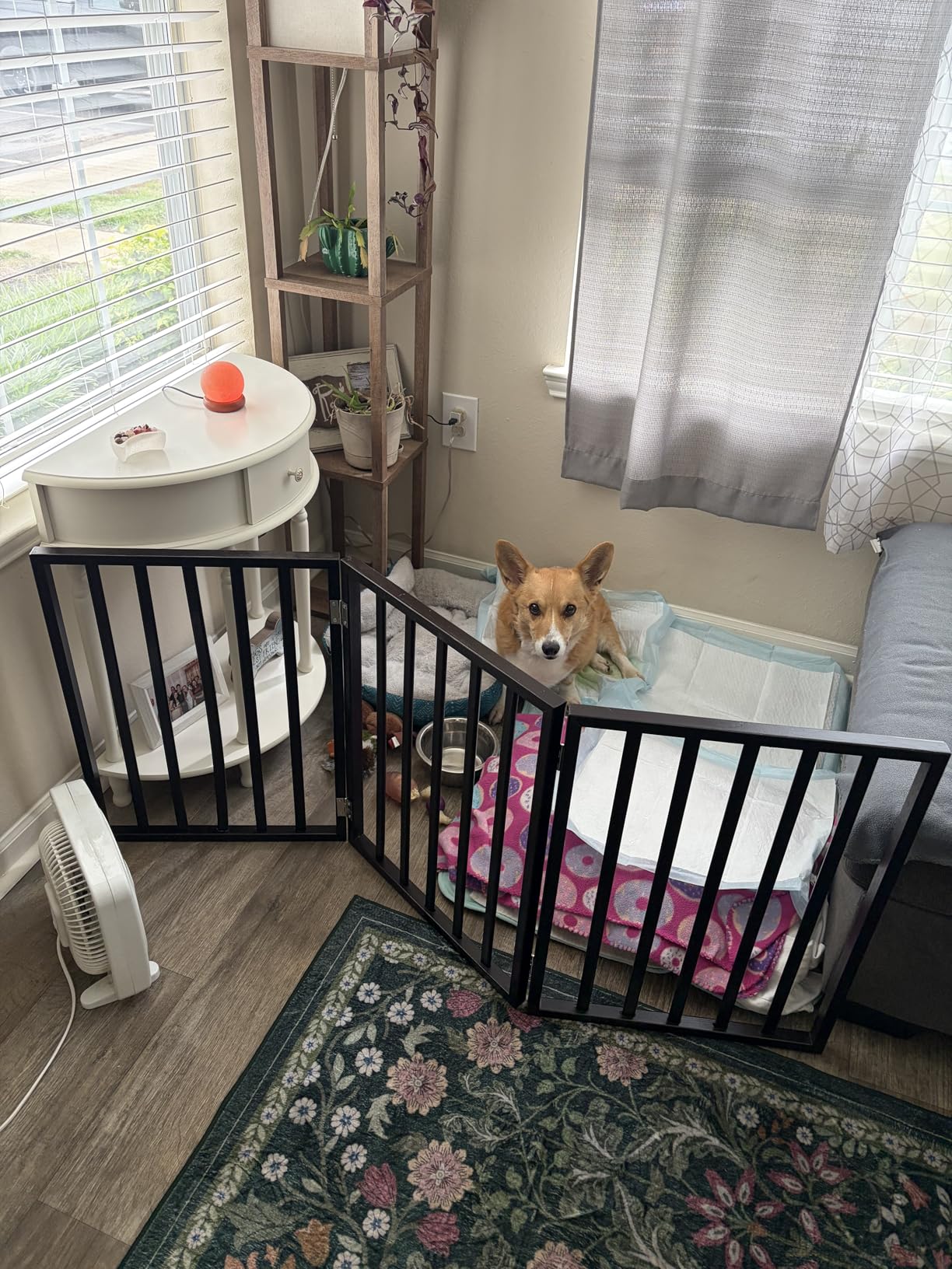 Pet Gate - 3-Panel Indoor Foldable Dog Fence for Stairs, Hallways, or Doorways - 54x24-Inch Wood Freestanding Dog Gates by PETMAKER (Black) customer photo 1