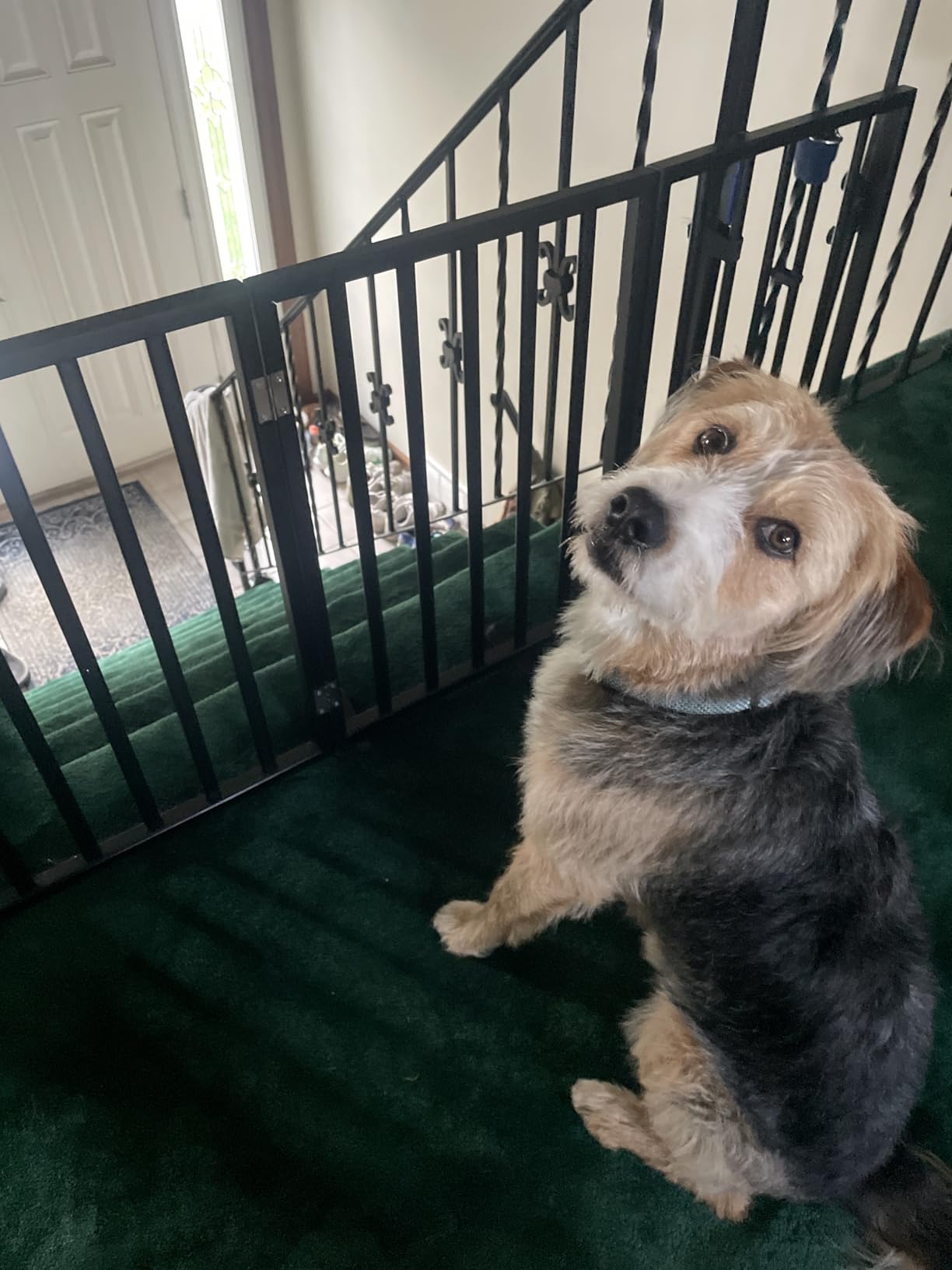 Pet Gate - 3-Panel Indoor Foldable Dog Fence for Stairs, Hallways, or Doorways - 54x24-Inch Wood Freestanding Dog Gates by PETMAKER (Black) customer photo 2