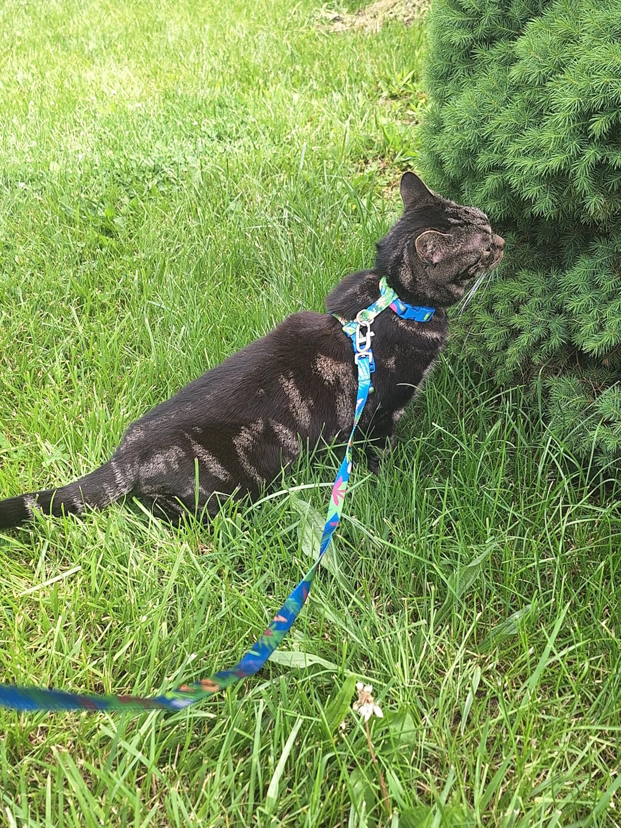 Cat Harness and Leash Set - Escape Proof Adjustable Cat Harness, Comfortable Soft Lightweight, Use Safe & Easy, Walking Travel Kitten Harness for Small Medium Large Cats (Hawaii Green) customer photo 1