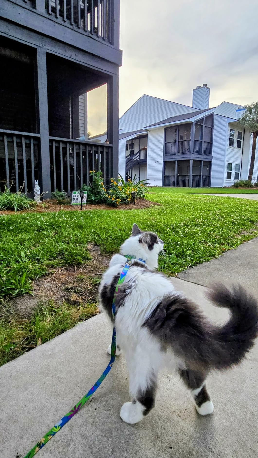 Cat Harness and Leash Set - Escape Proof Adjustable Cat Harness, Comfortable Soft Lightweight, Use Safe & Easy, Walking Travel Kitten Harness for Small Medium Large Cats (Hawaii Green) customer photo 2
