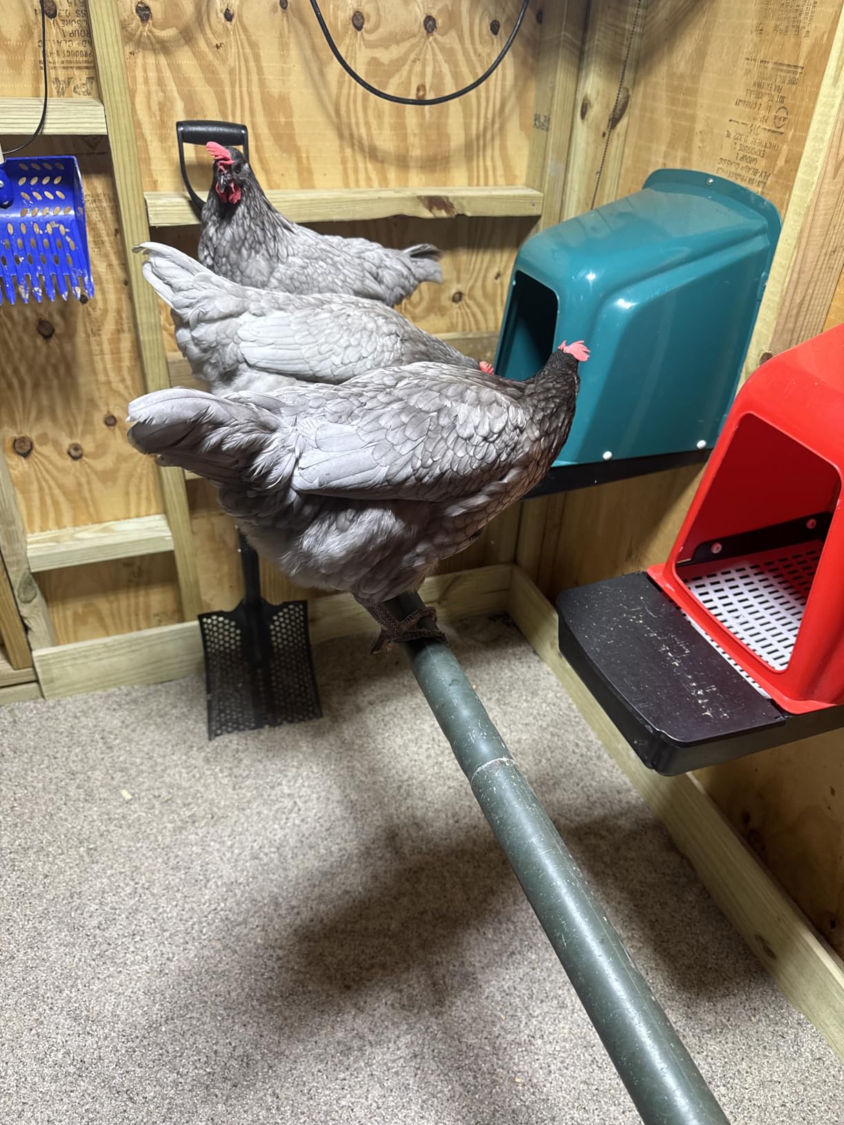 10-Pack Chicken Nesting Boxes with Perch, Roll-Out Laying Boxes for Hens, Egg Nesting Box for Chicken Coop, Large customer photo 2