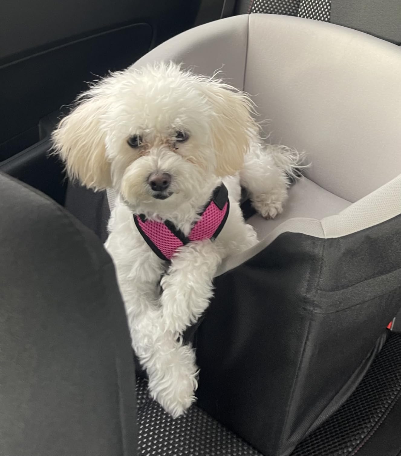 Gooby Comfort X Step in Lite Dog Harness - Choke Free, Escape Free with Light Breathable Mesh - Step in Dog Harness for Small Dogs Only - Quick Release Buckle, Metal D-Rings - Pink, X-Small customer photo 1