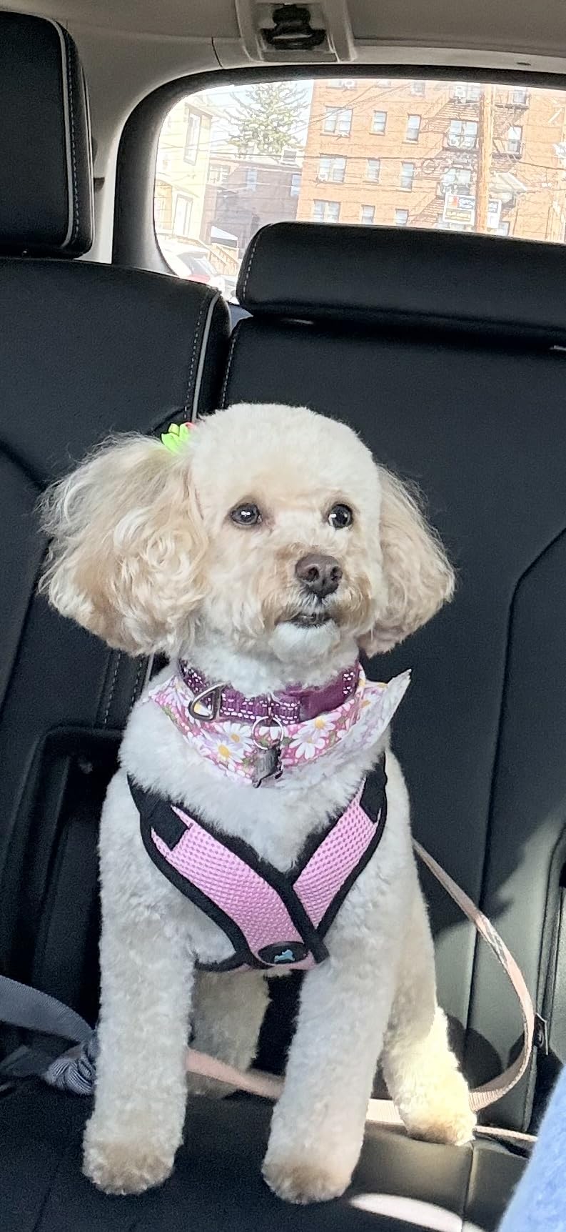 Gooby Comfort X Step in Lite Dog Harness - Choke Free, Escape Free with Light Breathable Mesh - Step in Dog Harness for Small Dogs Only - Quick Release Buckle, Metal D-Rings - Pink, X-Small customer photo 2