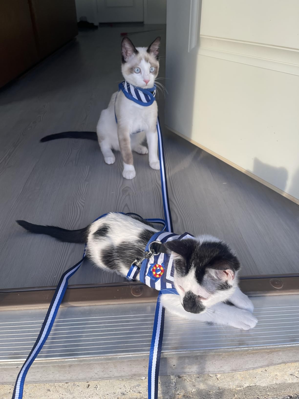 Cat Harness and Leash for Walking Escape Proof Breathable Mesh Fabric, Solid Blue, Large, Adjustable Cat Walking Jackets, Padded Stylish Cat Vest customer photo 2