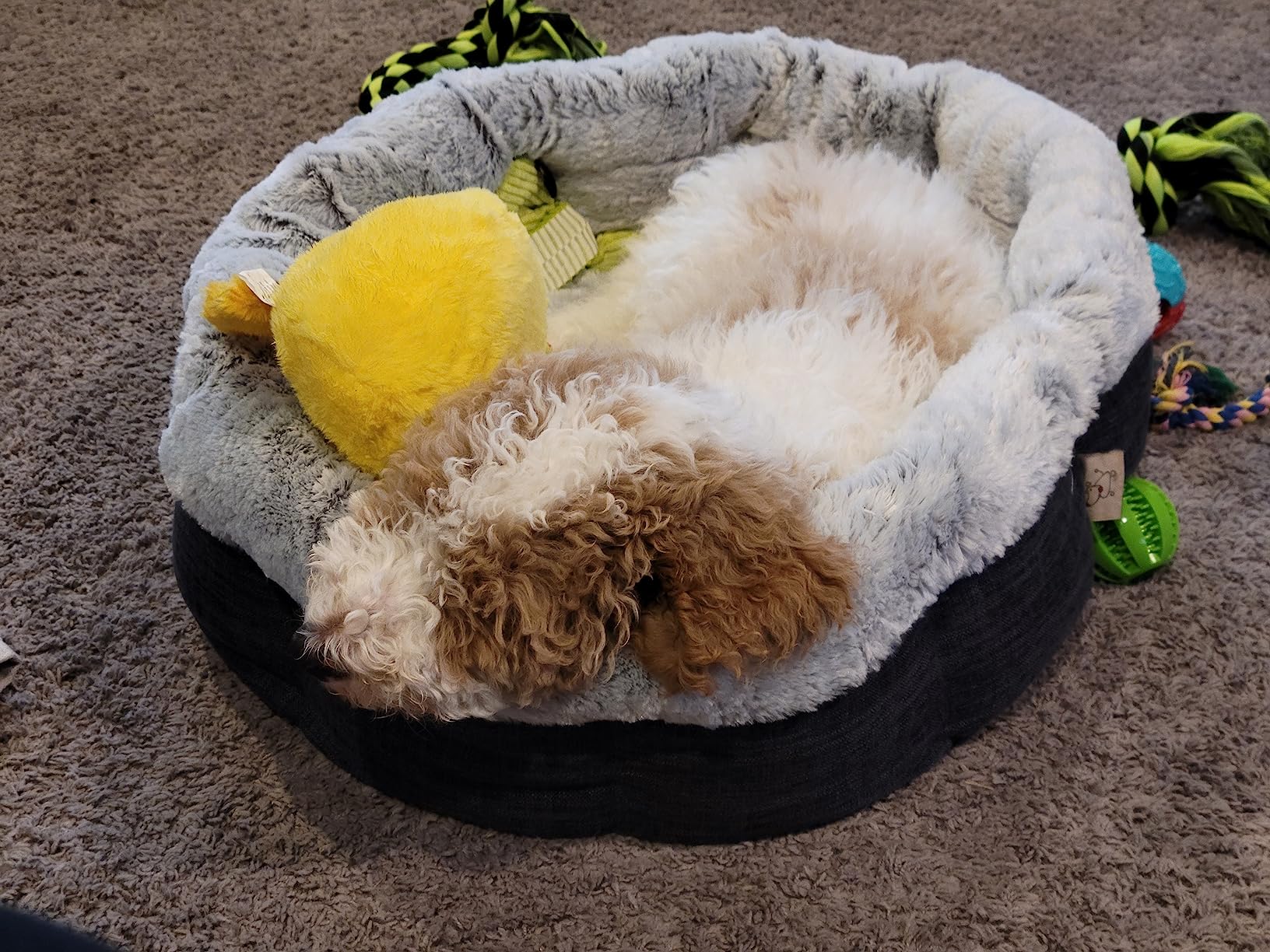 Best Pet Supplies Round Calming Dog Bed for Small, Medium & Large Dogs, Plush Donut Cuddler Pet Bed w/Raised Rim for Head, Neck Support, Anti-Slip Bottom Washable Bed - Lavender, 20 x 20 x 6 customer photo 2