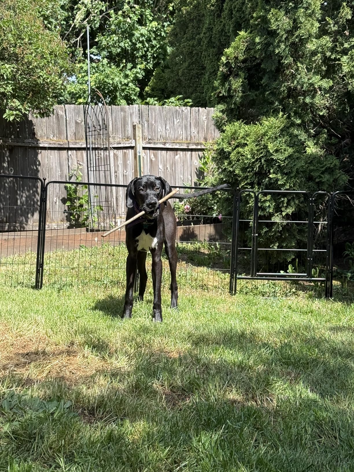 FXW Garden Fence Outdoor for the Yard, 24in(H) x 15.2ft(L) Heavy Duty Metal Animal Barrier for Dog, No Dig Decorative Dog Fence, 8 Panels, Black customer photo 1