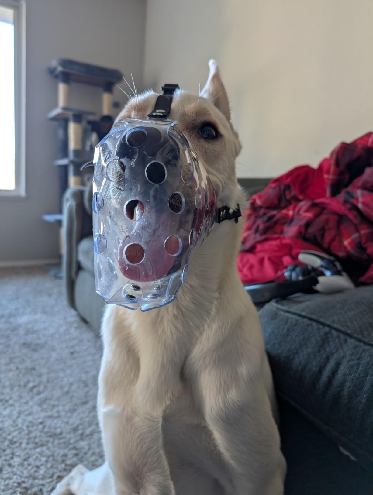 Mayerzon Dog Muzzle, Basket Muzzle for Small Medium Large Sized Dogs, Muzzle for Dogs to Prevent Biting for Grooming Scavenging, Breathable Muzzle for Husky Golden Retriever Labrador Beagle customer photo 2