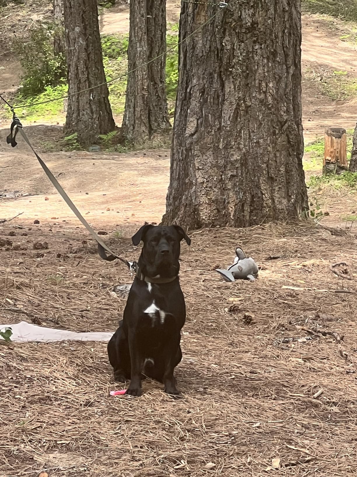 Tresbro Dog Camping Leash, 50ft/75ft/100ft Trolley System for Dogs up to 300lbs, Portable Lightweight Runner Lead for Yard, Reflective Dog Tie Out Cable for Camping, Courtyard, Park, Outside customer photo 2