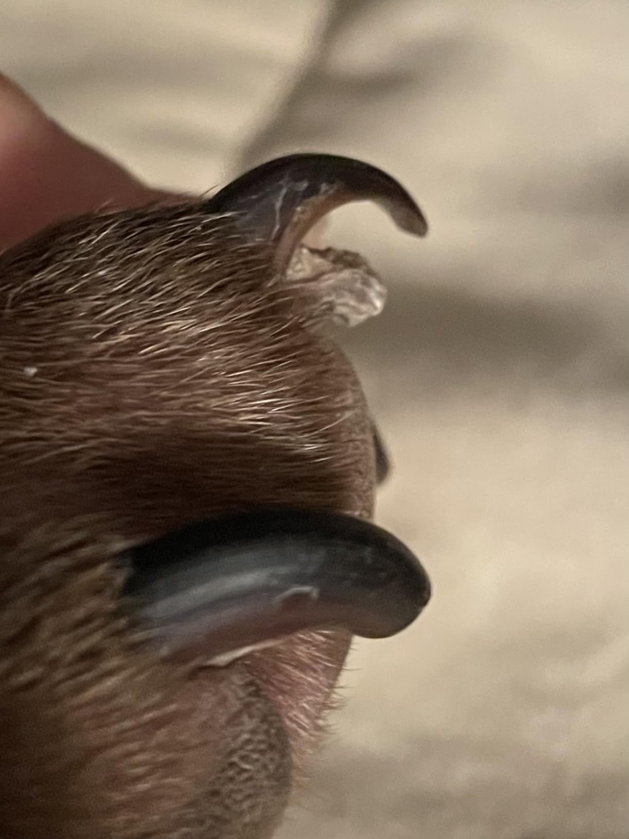 Casfuy 6-Speed Dog Nail Grinder - Newest Enhanced Pet Nail Grinder Super Quiet Rechargeable Electric Dog Nail Trimmer Painless Paws Grooming & Smoothing Tool for Large Medium Small Dogs (Bright Blue) customer photo 2