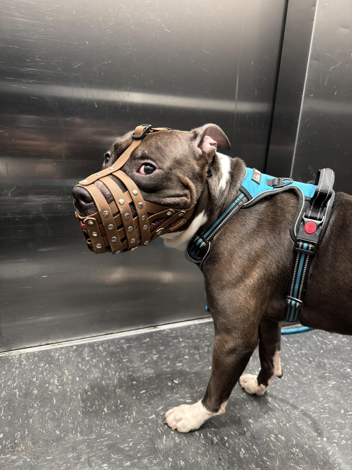 Mayerzon Pitbull Muzzle for Large Medium Sized Dogs to Prevent Biting Scavenging, Basket Muzzle for Rottweiler Staffordshire Terrier in Grooming Training, Allow to Pant Drink, Lightweight and Sturdy customer photo 2