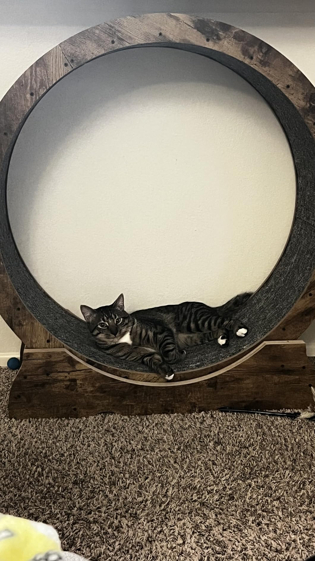 Cat Exercise Wheel for Indoor Cats - Large Running Wheel for Small Animals With Locking Mechanism (35.4”, Rusty Brown) customer photo 2