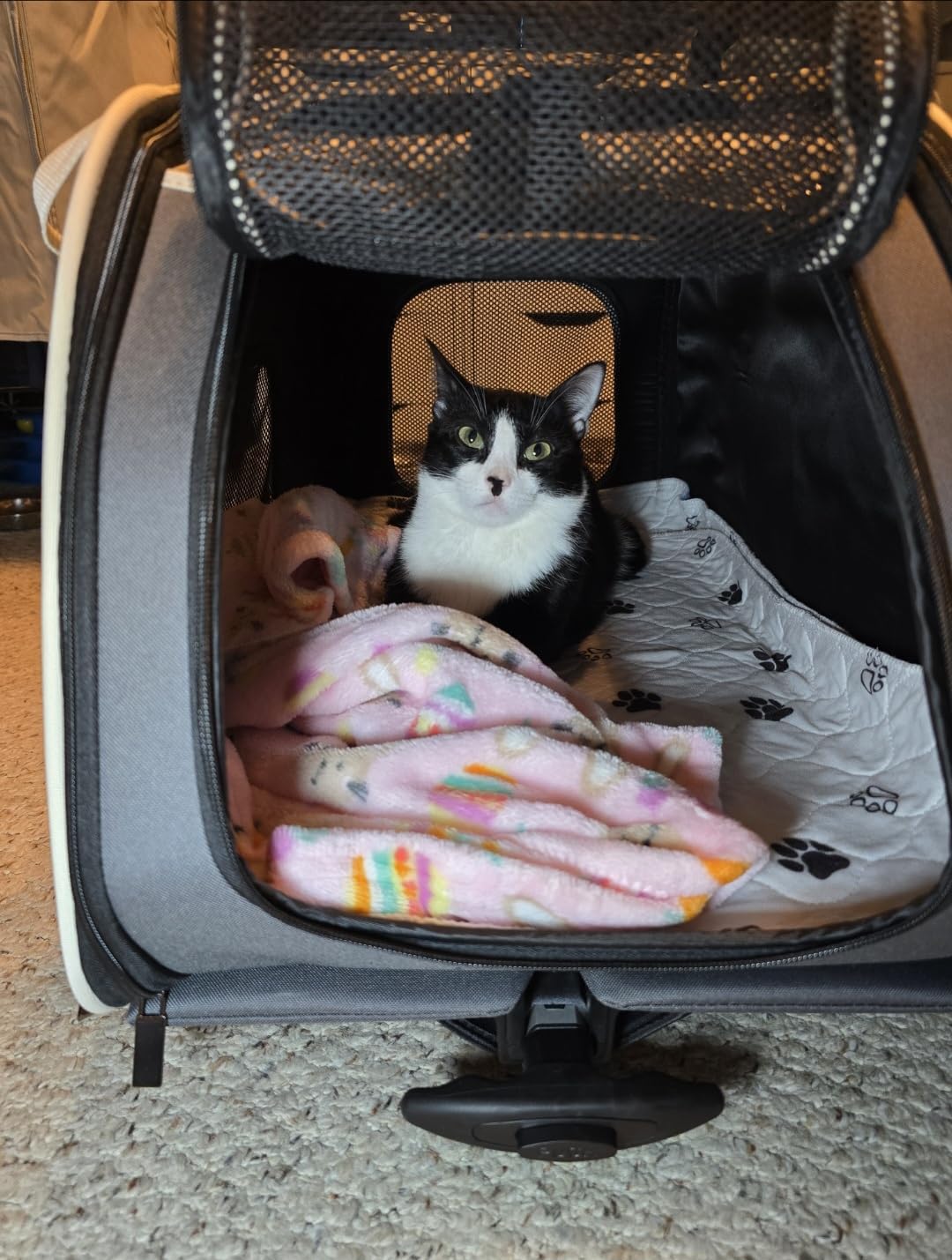 Petsfit Pet Carrier with Wheels, Rolling Cat Carrier for Small Cats, Airline Approved Pet Carrier with Telescopic Handle Perfect for Travelling Under 13lb, Blue customer photo 1