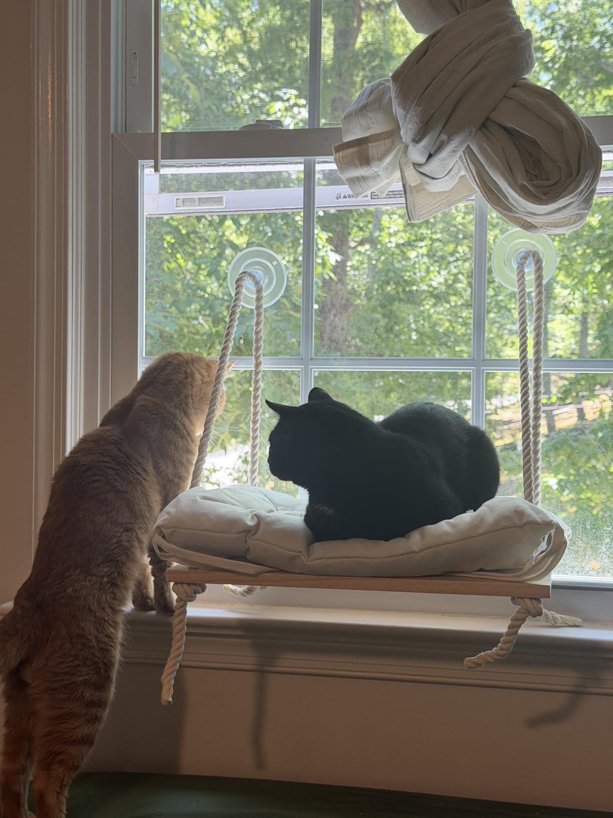 Cat Window Perch with Industrial-Grade Suction Cups - Solid Pine Wood Hammock Bed, Soft Cushion - 42 lb Capacity for Cats Inside customer photo 2