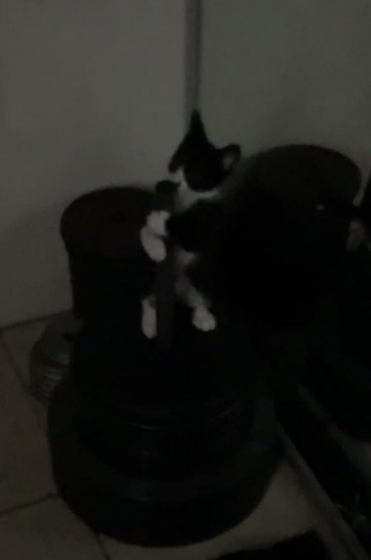 Advantage Topical Cat Flea Treatment and Prevention for Small Cats 2-9 lbs. | Apply Flea Drops Monthly | 2 Treatments customer photo 1