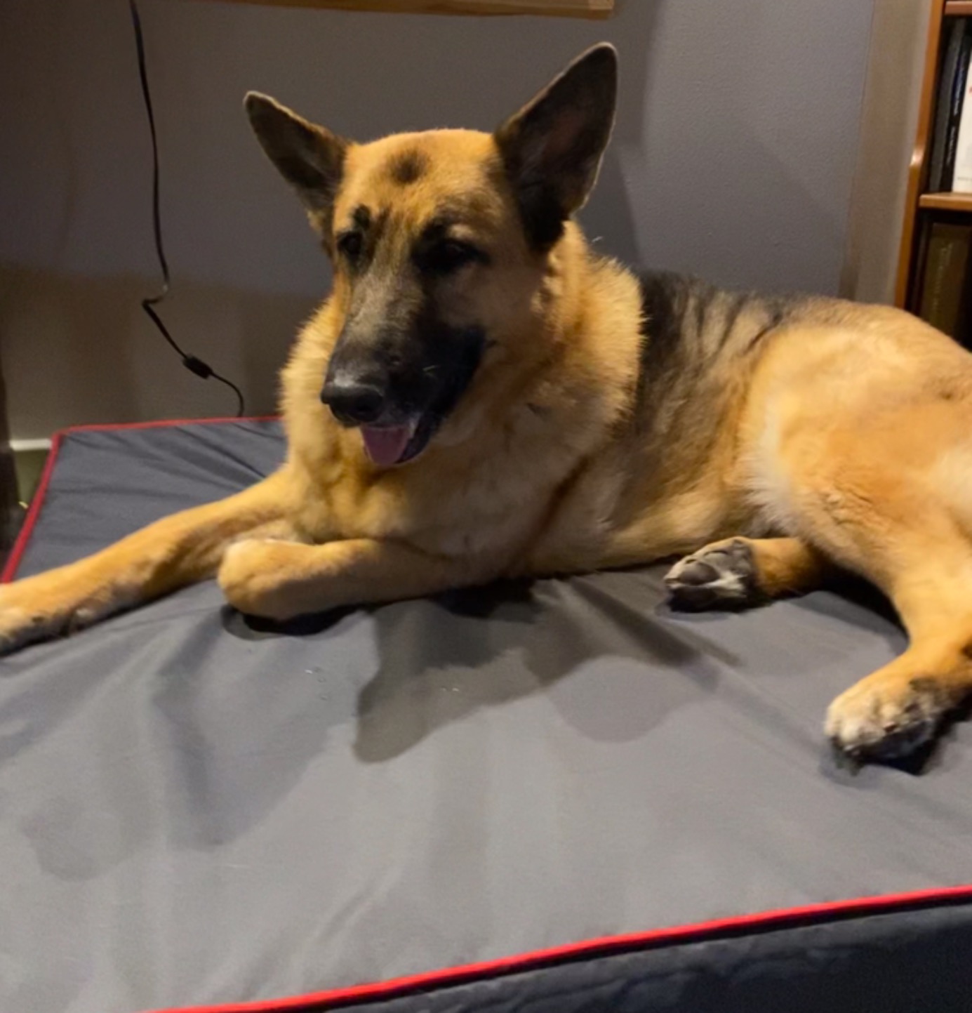 The Dog's Bed Orthopedic Memory Foam Dog Bed for Medium Dogs, Waterproof Washable Cover, Anti-Slip Base, Calming Surface - CertiPUR-Certified Foam, Blue with Red Trim USA Center Flag, 4 Inch Thick customer photo 2