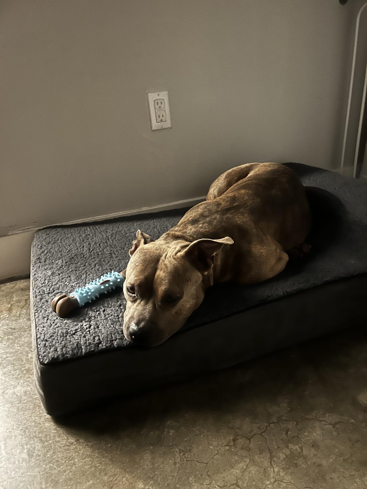 The Dog's Bed Orthopedic Memory Foam Dog Bed with Headrest, Calming Surface - CertiPUR-Certified Foam, Oxford Fabric, Blue with Red Trim USA Flag, Large, 6-Inch customer photo 1