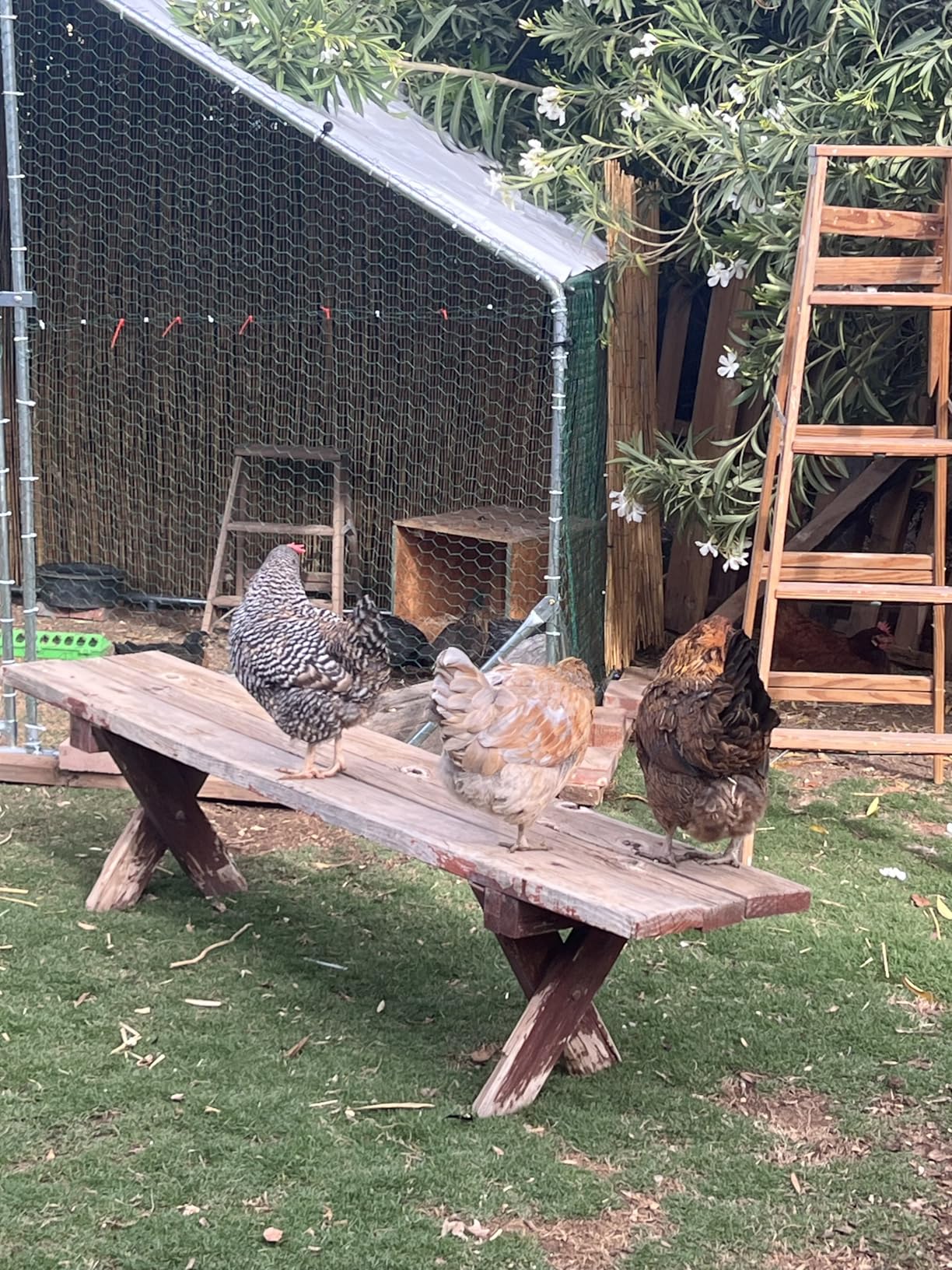 Metal Chicken Coop 13x10x6.56ft Large Walk-in Poultry Cage for 10-20 Chickens Chicken Run Hen Rabbit Duck House with Waterproof Cover for Outdoor Farm Use customer photo 2