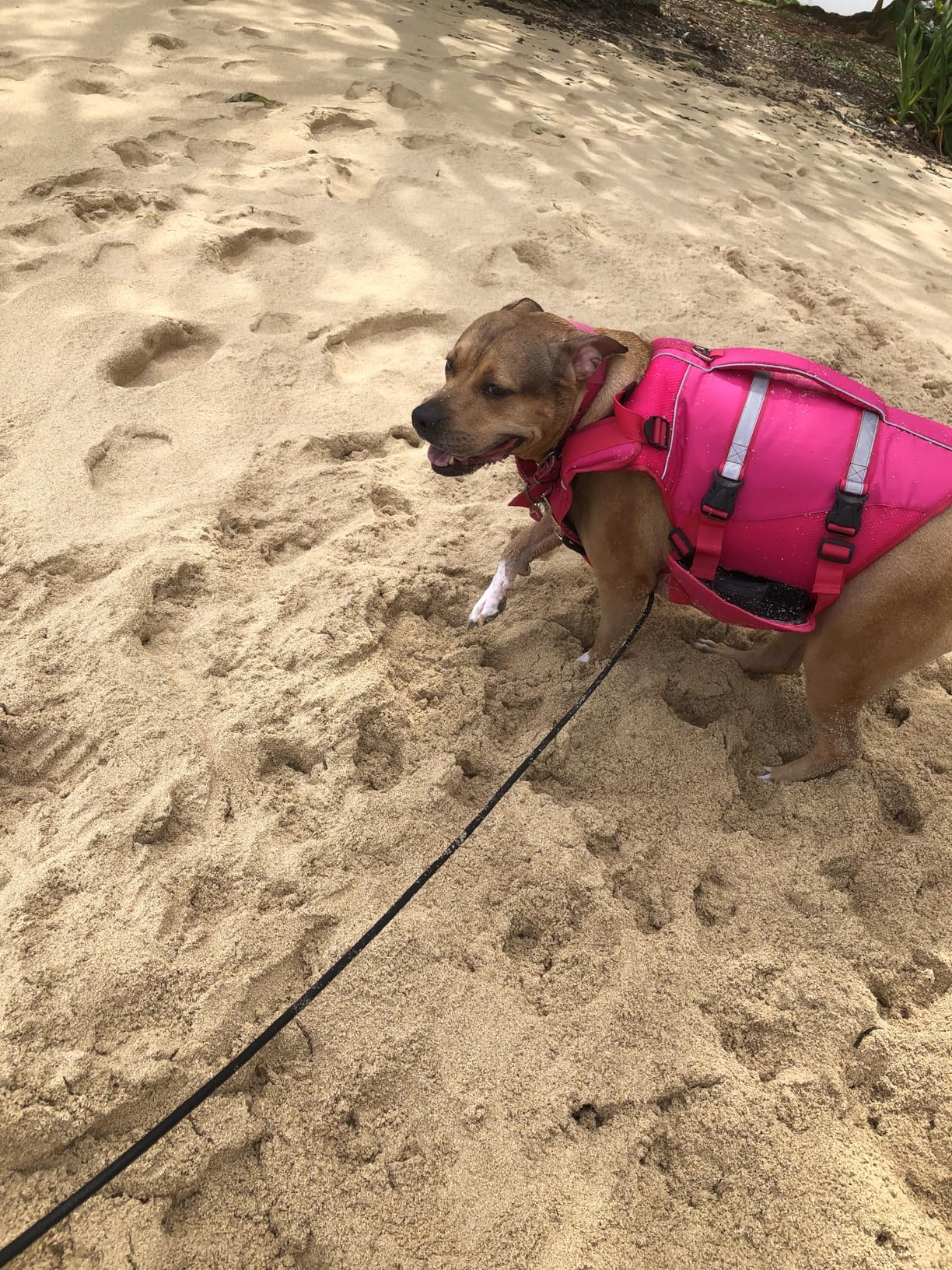 Kuoser Dog Life Jacket, High Flotation Dog Life Vest for Swimming Boating, Adjustable Ripstop Pet Lifesaver, Reflective Safety Puppy Swimming Vest with Rescue Handle customer photo 1