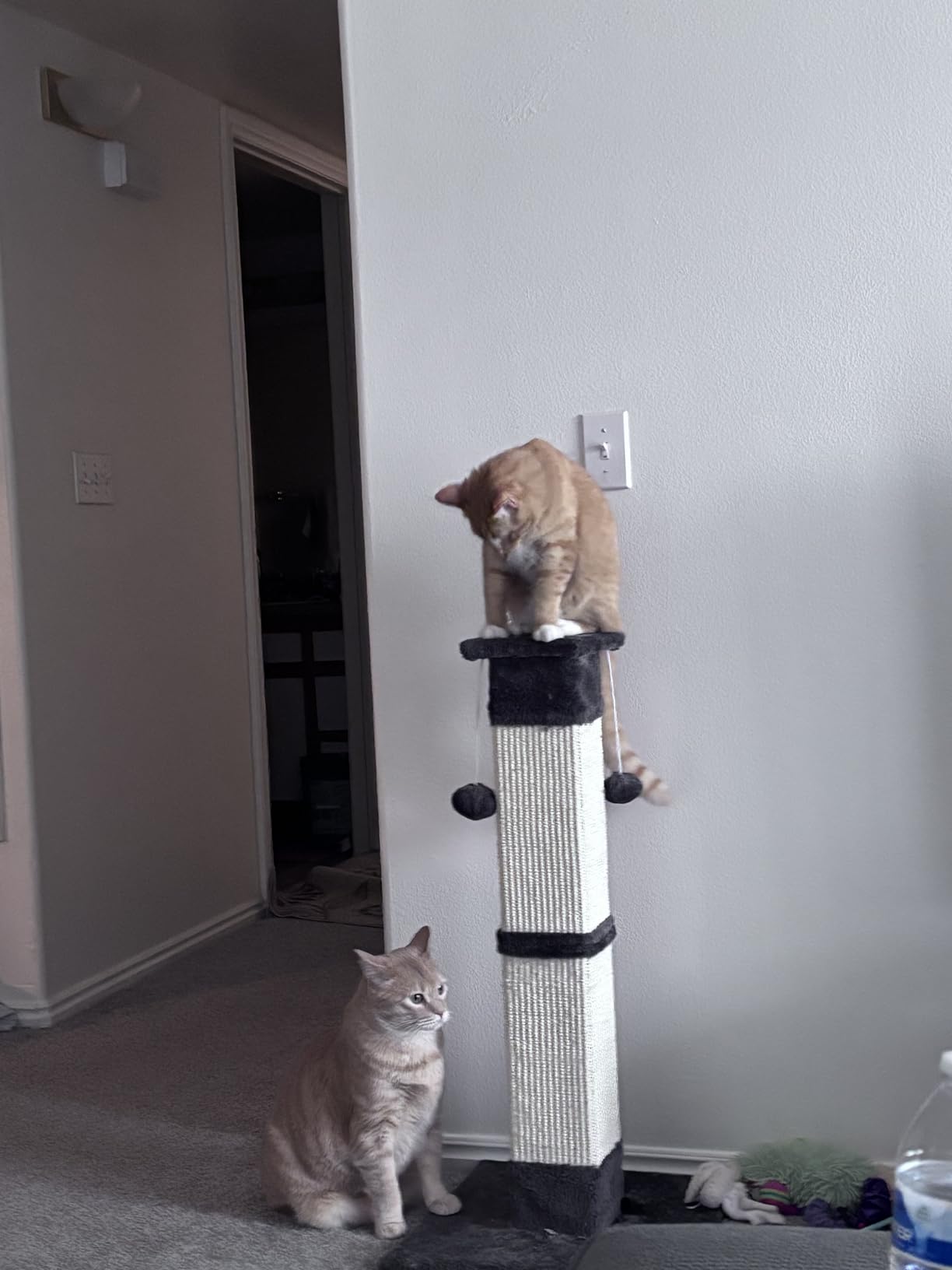 SOCATER Cat Scratching Post 33 Inch Nature Sisal Cat Scratch Post for Indoor Cats customer photo 1