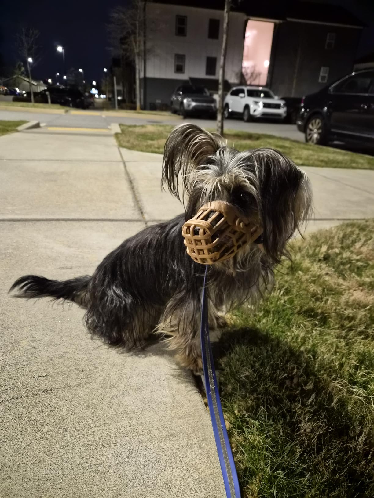 Baskerville Classic Basket Muzzle - Dog can Pant and Drink, Prevents Biting and Food Waste Scavenging, Strong TPR, Ideal for Longer Nosed Dogs, Breathable Dog Training Muzzle for Large Dogs (Size 10) customer photo 1