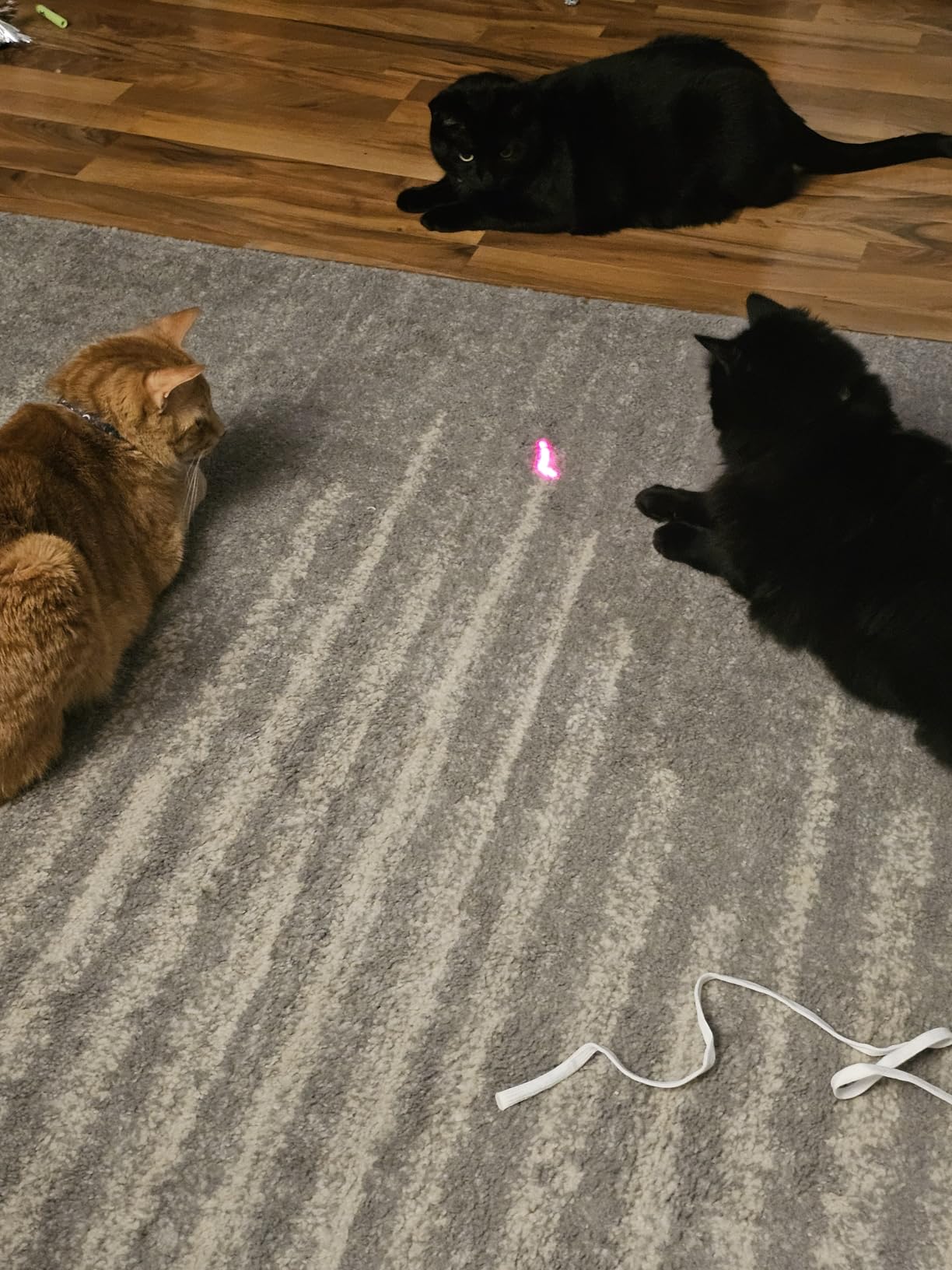 Potaroma Smart Sensor Cat Laser Toys Interactive, Motion Activated Truly Random Trajectory, Clamp Design, Automatic Chargeable Kitten Toy Indoor Exercise, Cream White customer photo 1