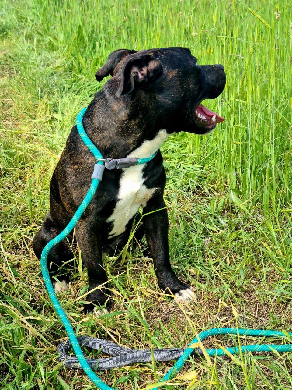 Ruffwear, Just-a-Cinch Slip Lead Dog Leash, 5 ft Reflective Rope with Adjustable Silicone Stoppers, Collar-Free Cinch Design, Tubular Webbing Handle, Accessory Loop, Obsidian Black customer photo 1