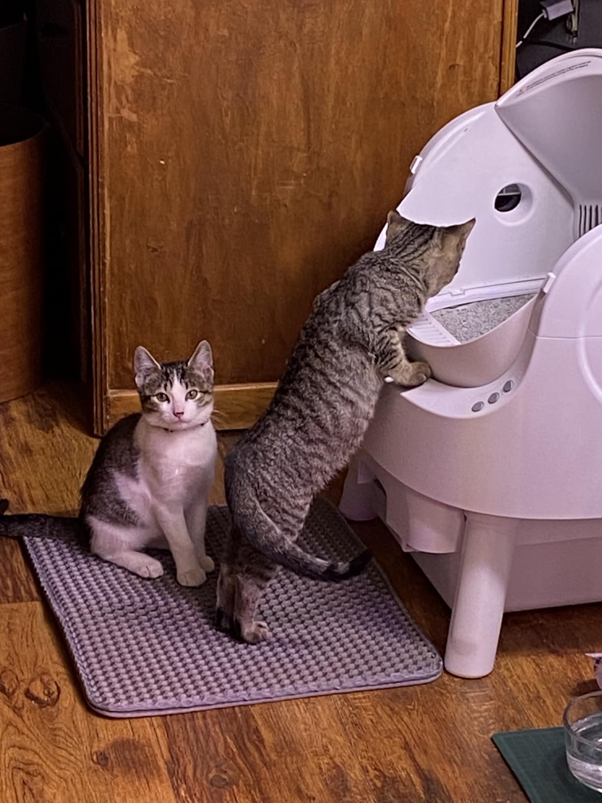PetPivot Self Cleaning Litter Box, Open Top Automatic Litter Box for Multiple Cats, Multiple Layer Safety Protection, Liners and Mat Included customer photo 1