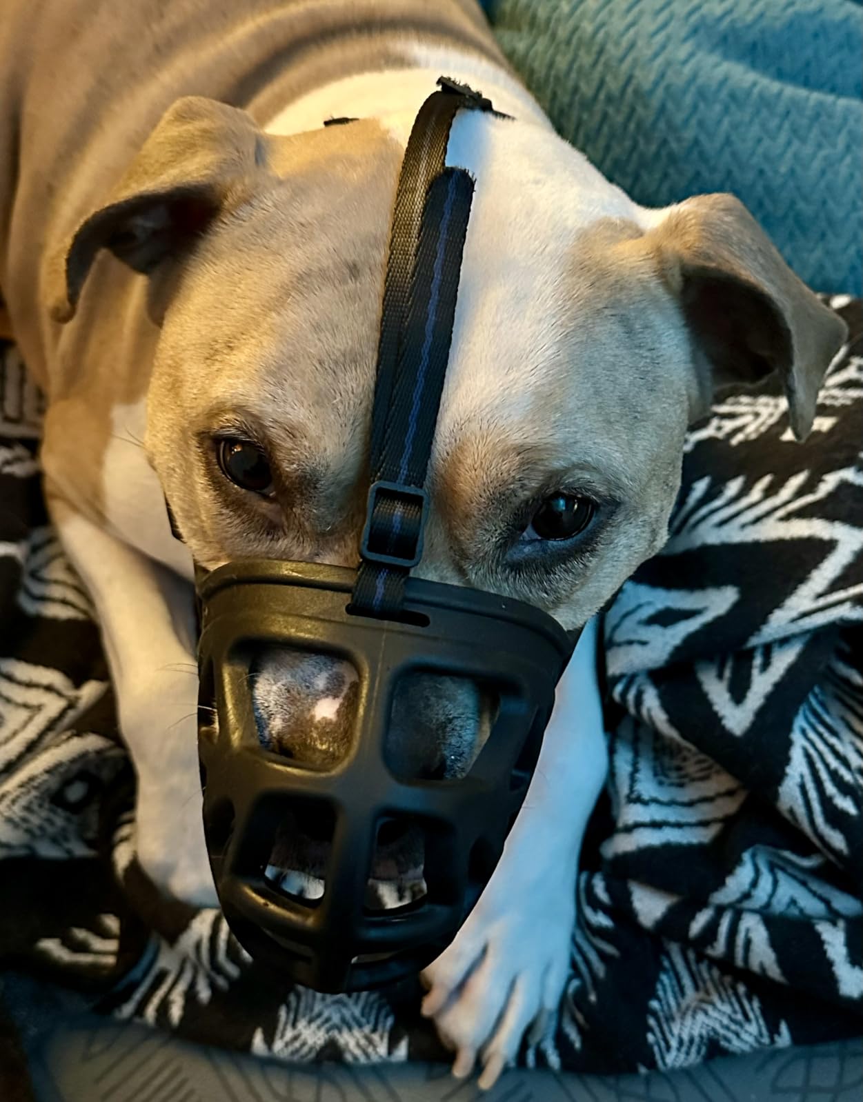 BARKLESS Dog Muzzle, Basket Muzzle for Biting, Chewing and Scavenging, Humane Cage Mouth Cover, Perfect for Grooming and Training Small Aggressive Reactive Dogs (XS, Black) customer photo 2