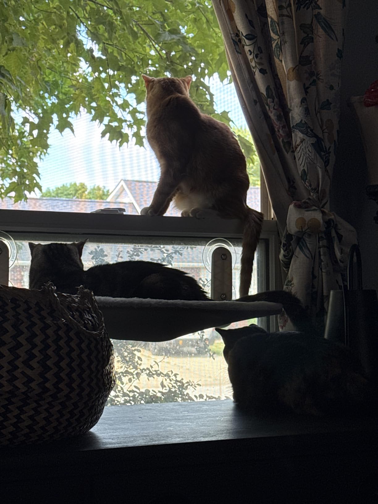 Zoratoo 2PC Cat Window Perch Cordless Foldable Cat Hammock Bed for Window with Metal Frame and Reversible Cover, Large Suction Cups Window Resting Seat for Indoor Cats (Cat Bed, M-2PC) customer photo 1