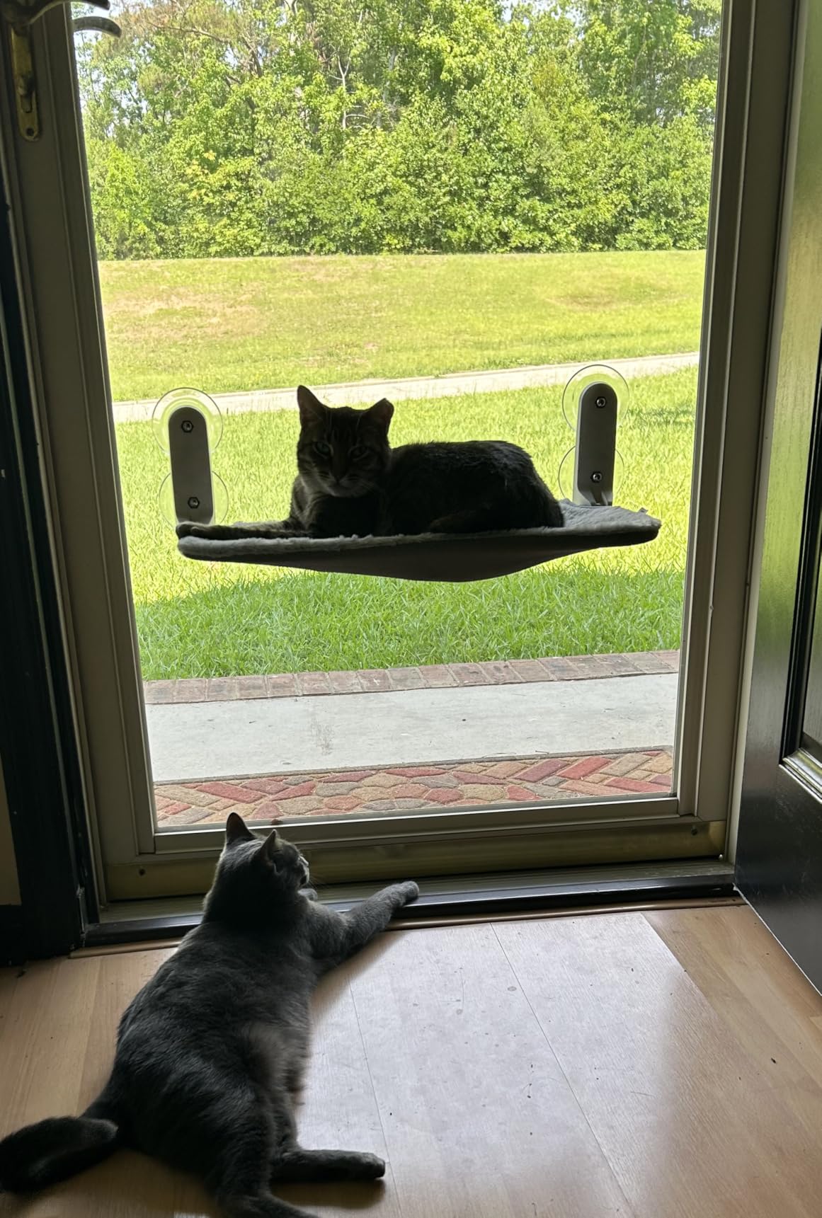 Zoratoo 2PC Cat Window Perch Cordless Foldable Cat Hammock Bed for Window with Metal Frame and Reversible Cover, Large Suction Cups Window Resting Seat for Indoor Cats (Cat Bed, M-2PC) customer photo 2