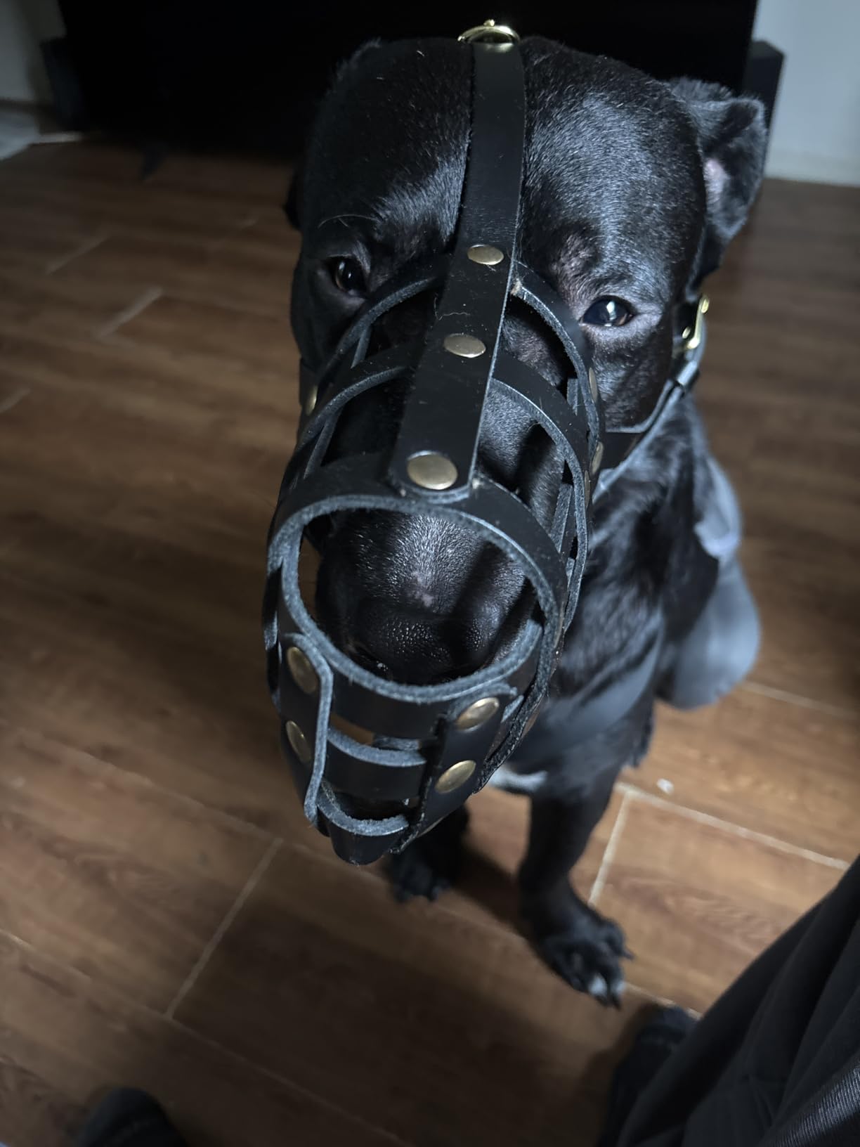 OOPSDOGGY Leather Dog Muzzle for German Shepherd, Leather Breathable Secure Basket Muzzle, Prevents Biting No Chewing Adjustable (Black, Large) customer photo 1