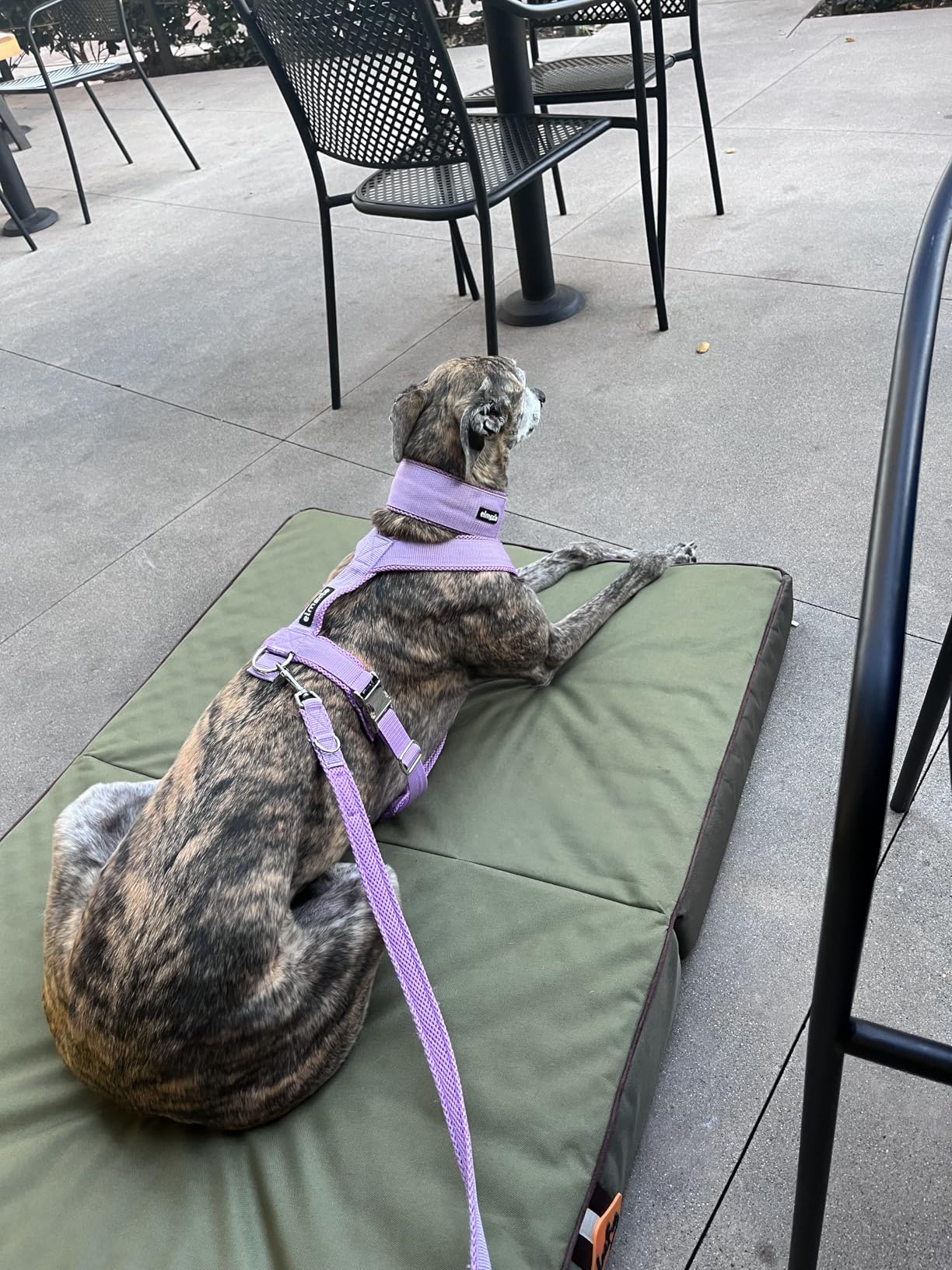 Laifug Foldable Waterproof Dog Bed for Large Dogs - Outdoor Orthopedic Dog Bed with Washable Removable Cover, Pet Mattress with Handles, Army Green, (36 x 27 x 3.5, inches) customer photo 2