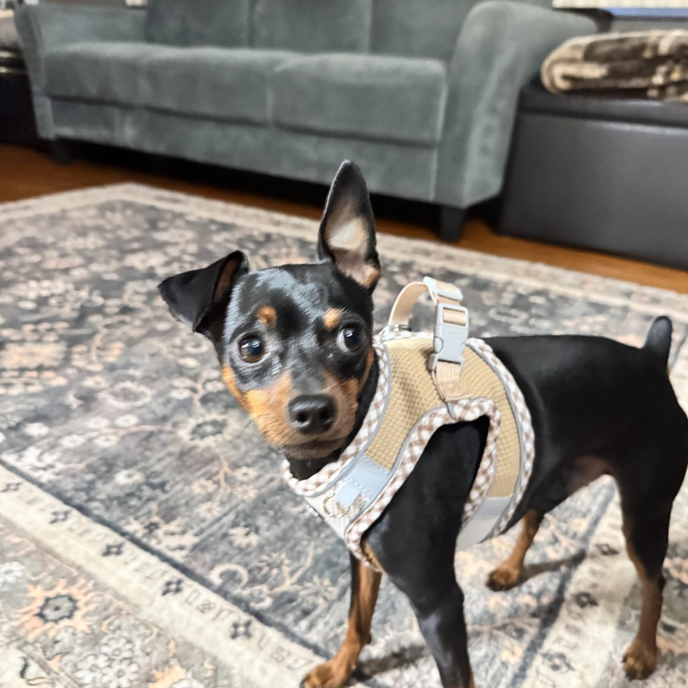 AIITLE Teacup Puppy Harness with Leash - Adjustable Soft Vest with Magic Tape & Reflective Safety Strips, Easy-Put-On for Poodles, Pomeranians - Gym, Hiking, Travel (Brown-Beige, S) customer photo 1