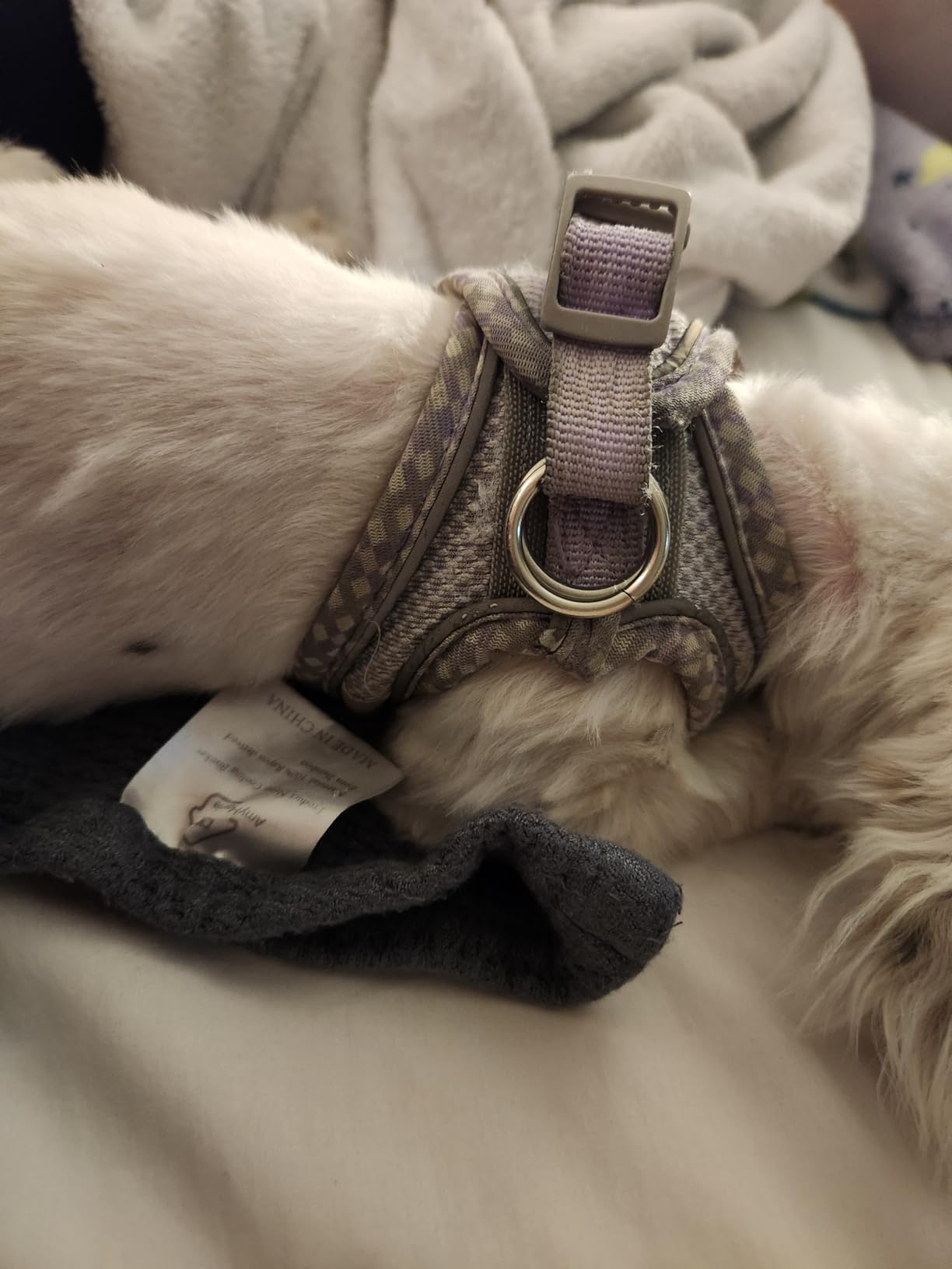 AIITLE Teacup Puppy Harness with Leash - Adjustable Soft Vest with Magic Tape & Reflective Safety Strips, Easy-Put-On for Poodles, Pomeranians - Gym, Hiking, Travel (Brown-Beige, S) customer photo 2