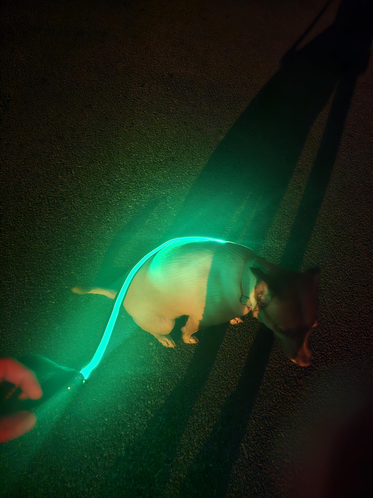 4 Ft LED Dog Leash, Light Up & Lighted Dog Leash, 7 Lighting Modes, Glow in The Dark, Reflective, Double-Sided Light, Rechargeable with Padded Handle for Night Walking Safety, Small to Large Pets customer photo 1