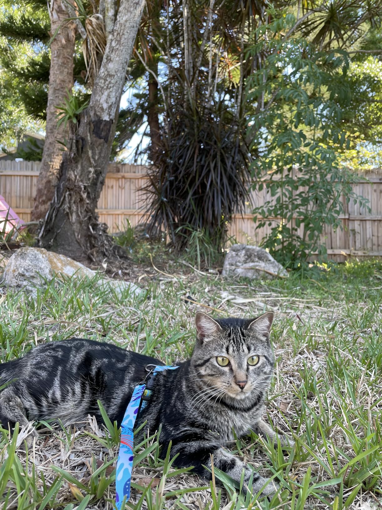 Halypet Cat Harness and Leash Set, Escape Proof [3 in 1 Adjustable & Lightweight] Cat Harness, Comfortable Soft Kitten Harness for Cats Safe, Easy to Wear, Outdoor Walking Travel customer photo 2
