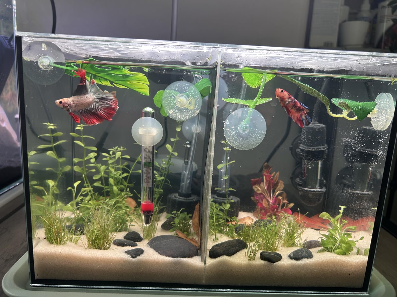 3 Gallon 12.6