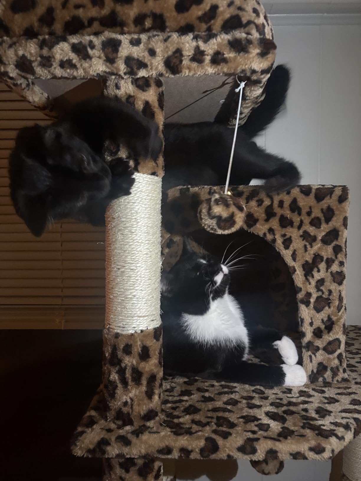 Globlazer Heavy Duty Cat Tree, 70 inch Sturdy Cat Tree for Indoor Cats Extra Large Cat Tower with Scratching Post, Hammock, Cat Condo for Adult Cats Kittens, F70 Pro, Light Grey customer photo 2