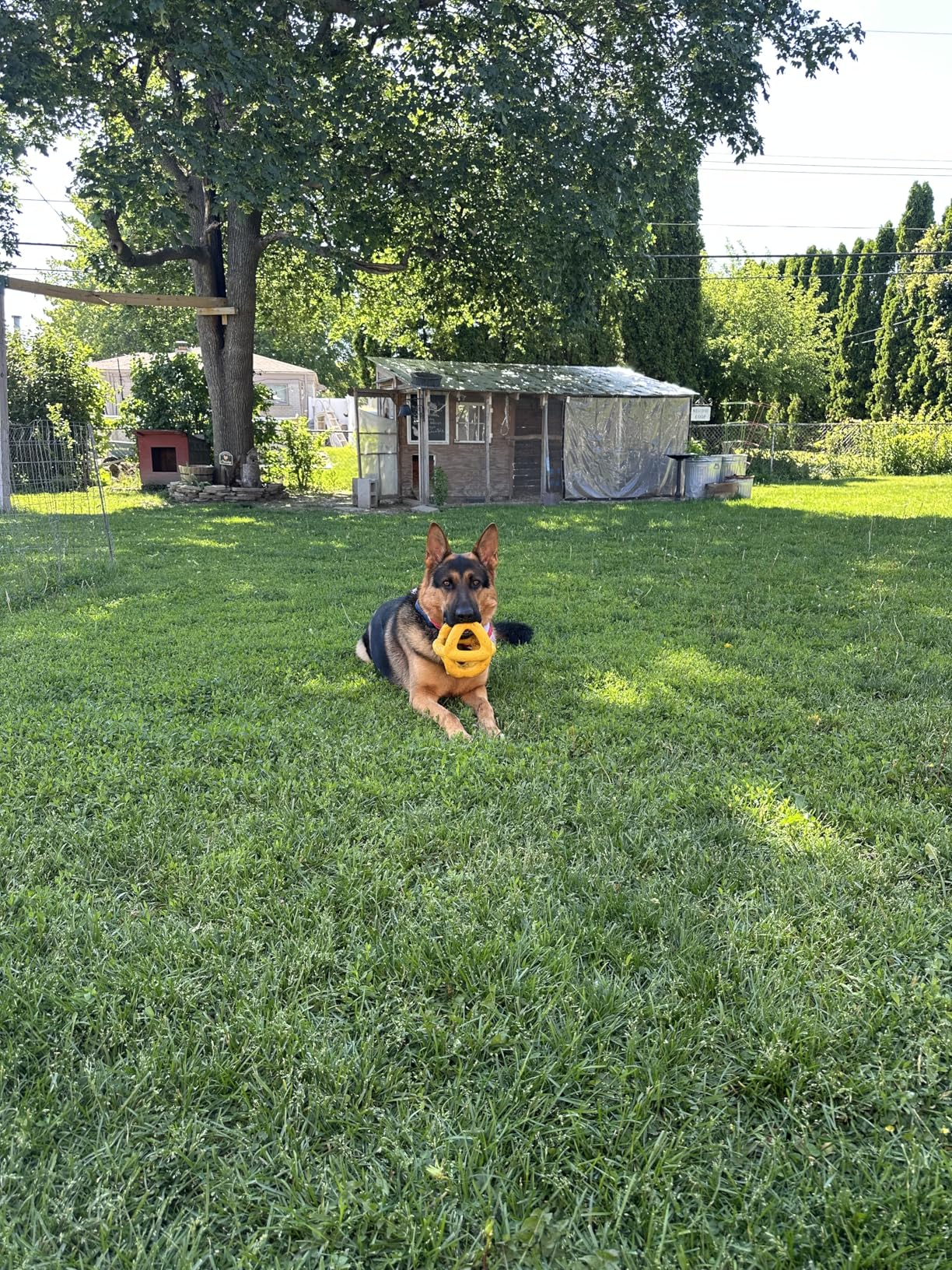 Indestructible Giant XL Dog Ball - Lifetime Replacement - Durable Toy for Aggressive Chewers - Safe, Non-Toxic Natural Rubber - Chew, Tug & Fetch - Tough, Heavy Duty - Large Breed, Massive 8