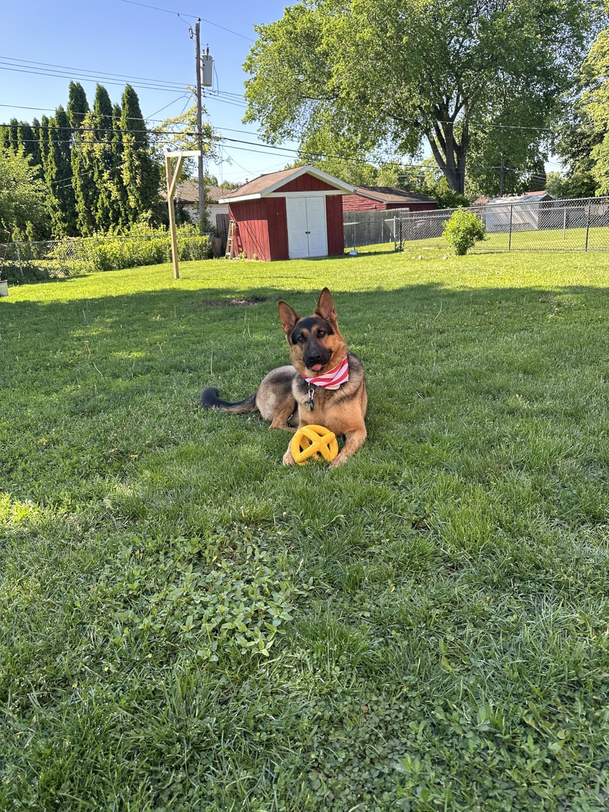 Indestructible Giant XL Dog Ball - Lifetime Replacement - Durable Toy for Aggressive Chewers - Safe, Non-Toxic Natural Rubber - Chew, Tug & Fetch - Tough, Heavy Duty - Large Breed, Massive 8