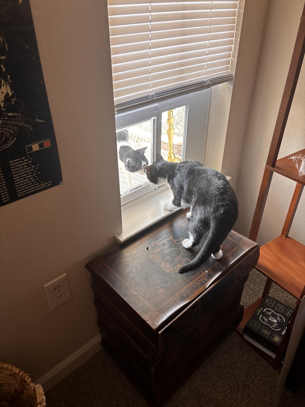 Full-Size Window Pet Door for Cats & Small Dogs, Fits 24