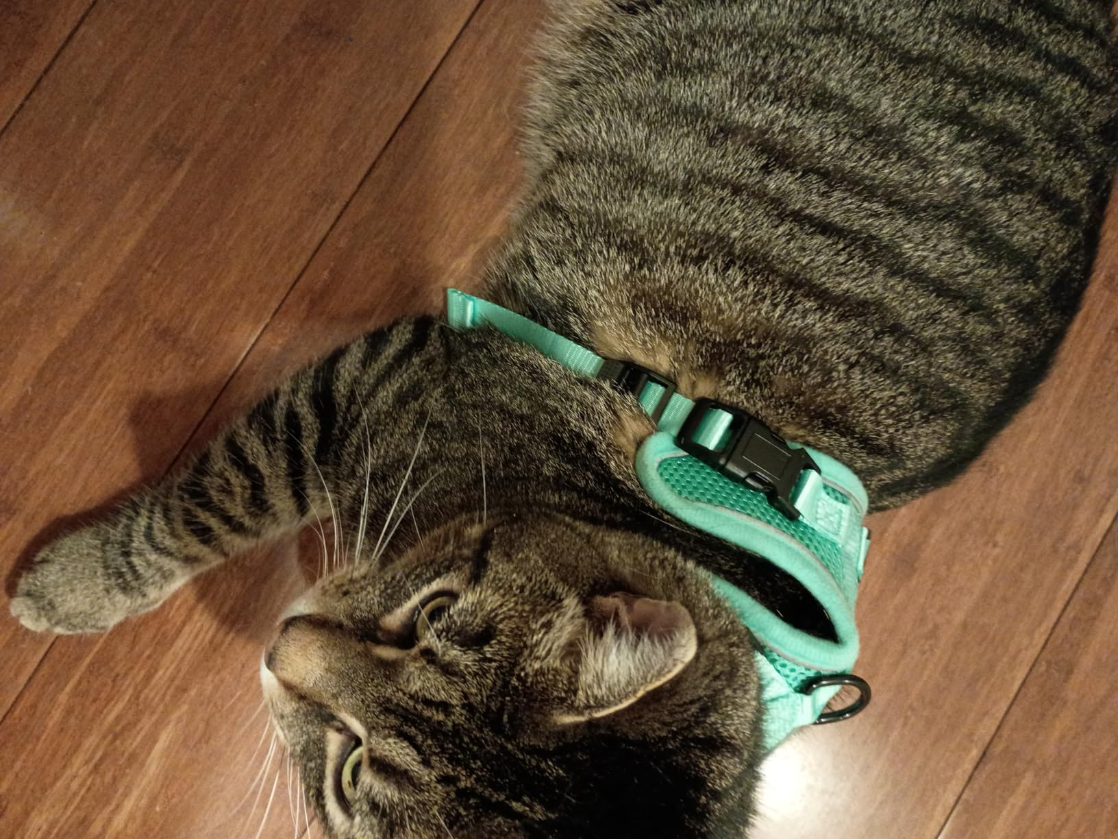 Cat Harness and Leash for Walking Escape Proof Soft Adjustable Cat Leash Breathable Comfortable Vest Easy to Wear Kitten Harness for Outdoor Travel (Black, S (7-12lb)) customer photo 1