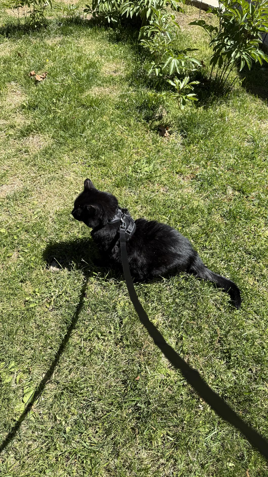 Cat Harness and Leash for Walking Escape Proof Soft Adjustable Cat Leash Breathable Comfortable Vest Easy to Wear Kitten Harness for Outdoor Travel (Black, S (7-12lb)) customer photo 2